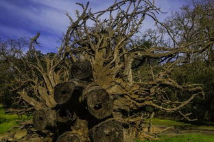 什么方法能使一棵大树死亡 外表看着像自然死亡 