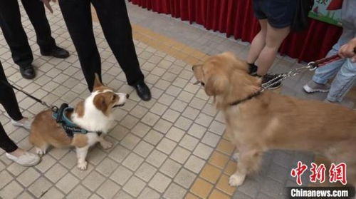 上海流浪犬有了新归宿 呼吁市民养犬勿遗弃
