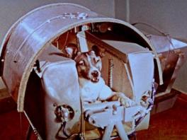 莱卡 世界第一只太空狗