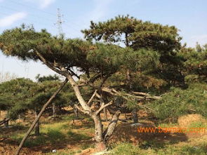 供应山东销量好的造型黑松 造型黑松价格,供应山东销量好的造型黑松 造型黑松价格生产厂家,供应山东销量好的造型黑松 造型黑松价格价格 