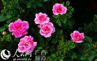 桃红色玫瑰花语,樱花月季花语？