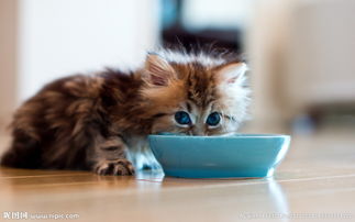 一个月大的小猫喂什么奶粉好 一个月的小猫吃什么 