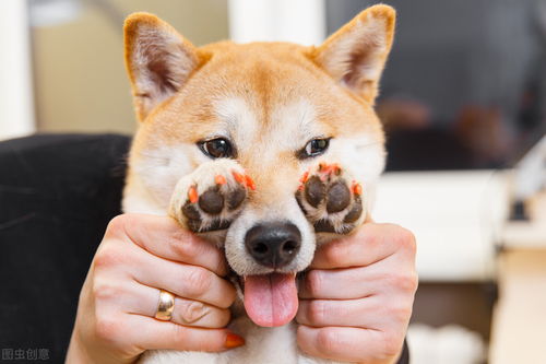 柴犬小知识 尴尬期知识详解