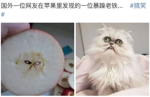 猫的牙齿怎么描述(猫的牙齿怎么形容?)