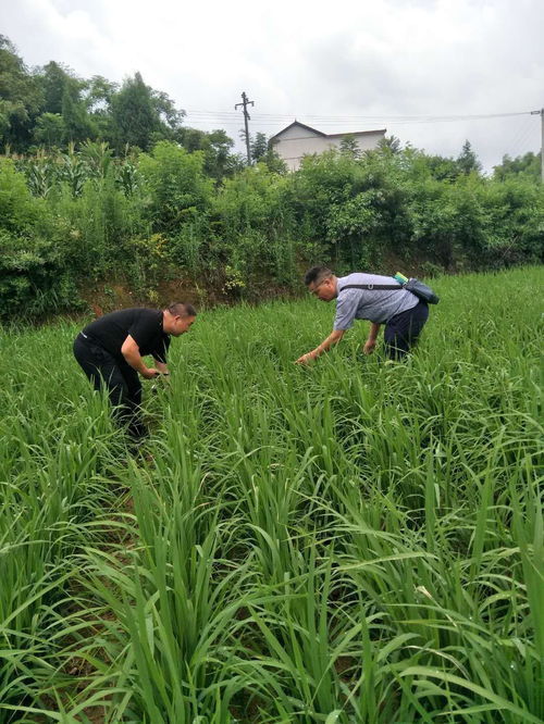 旱地种水稻 增收促脱贫