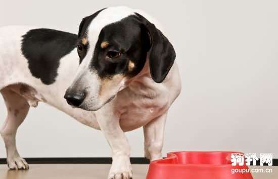 犬角膜溃疡原因 诊断 预防及治疗方法