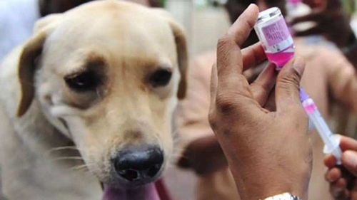 如何正确地给狗狗接种疫苗