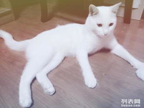 图 白猫公猫求交配 广州宠物猫 