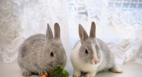 小兔子白又白,好可爱,怎么才能让它们长得白白胖胖呢