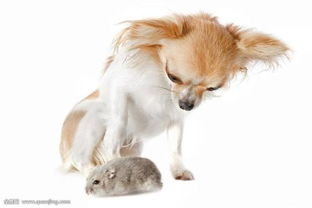 请问梦到老鼠和狗代表什么啊 