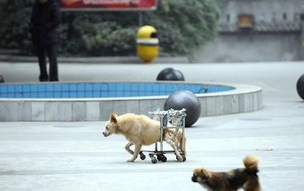 没人要的流浪狗出车祸成残疾,可全小区的人却一起出钱给它做轮椅