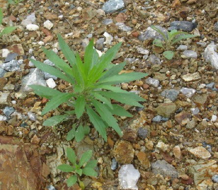 请问这株植物的名字 学名 