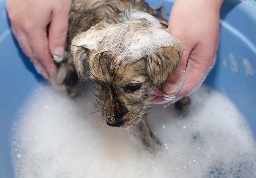 有这5种情况时,多脏也不要给狗狗洗澡,不然可能害了它