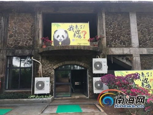 国宝以后就住这 带你独家探营海南首个熊猫世界场馆