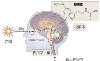 褪黑素的禁忌有哪些(褪黑素忌什么)