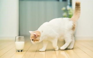 两个月的猫能吃米饭吗,两个月的猫喂米饭拌粥