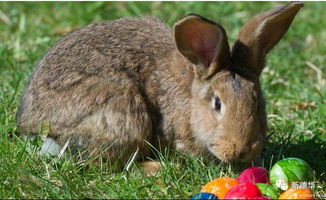 原来,把 兔子 作为复活节象征,原因竟是因为...