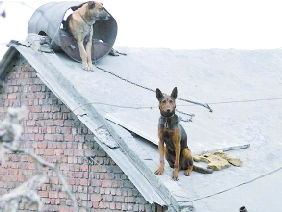 担心狗被盗,赶狗上房顶 