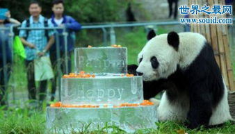 大熊猫寿命,平均寿命25岁 最老熊猫37岁 2 