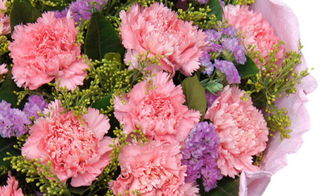 粉色康乃馨花语代表什么意思,粉玫瑰康乃馨花语是什么？