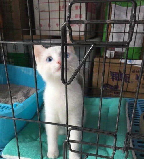 朋友给小猫咪买了个新铁笼,结果猫咪刚进笼子神奇的事情就发生了