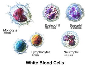 白细胞的自述 