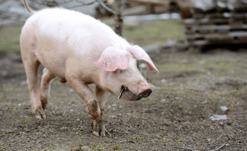 猪肢蹄病的症状有哪些 怎样预防猪肢蹄病