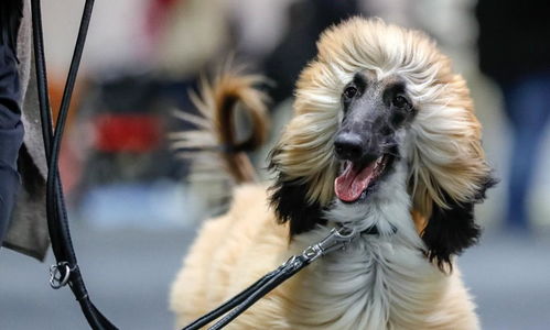 德国奥芬堡国际纯种狗狗展,共有3200只 260个品种的狗狗亮相