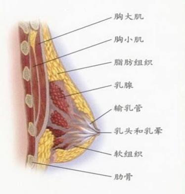 乳管内乳头状瘤乳管内乳头状瘤图片 图片欣赏中心 急不急图文 Jpjww Com