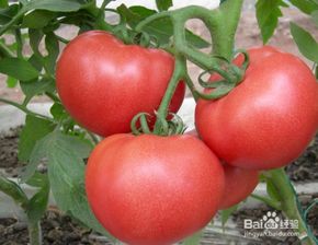 怀孕可以吃西红柿吗 