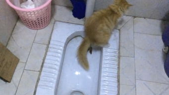 为什么猫喜欢看人上厕所？
