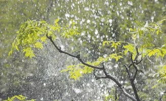 关于雨水时节的诗句
