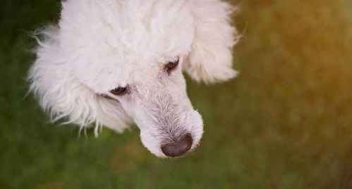 饲养贵宾犬的 经验总结 ,看完都说难养