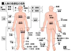 身体各个部位图片 搜狗图片搜索