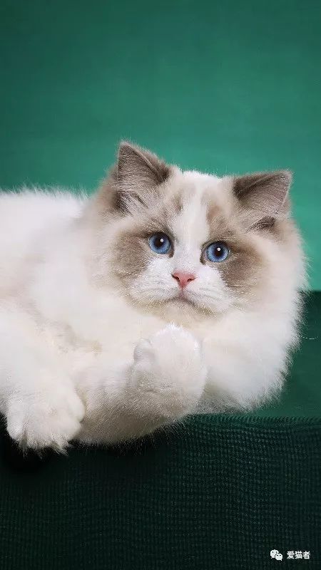 布偶猫的7种分类,布偶猫有哪些种类？