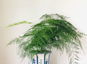 文竹怎样繁殖和扦插？