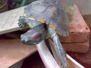巴西龟多长时间可以长大 要怎么养 