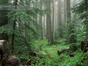 森林 高像素 图片 寻 