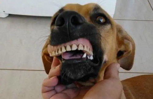 狗狗喜欢乱挖东西吃,在后院挖出假牙,对主人龇牙炫耀