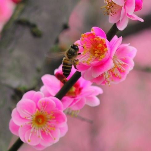 1月12日开始,4属相桃花多多,爱情美满,生活和谐幸福