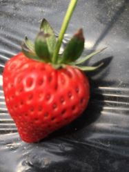 西永生态草莓基地的全部评价 重庆 
