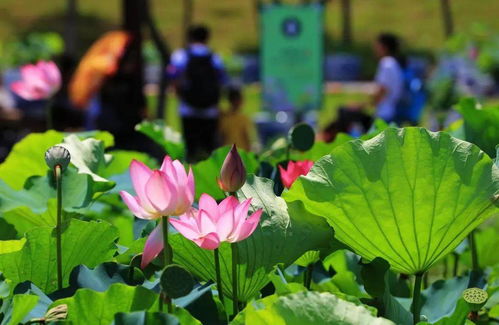 津市荷花哪里好看(完美厄运仇恨联动)