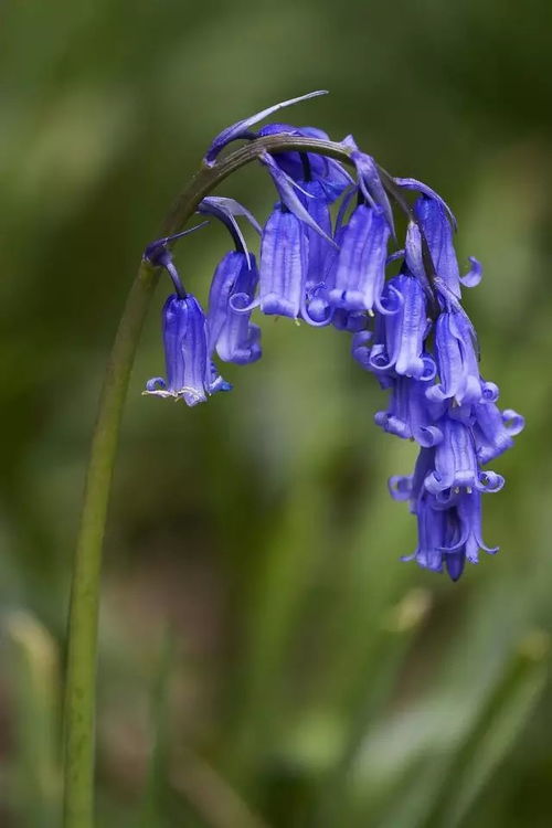 2月21日双鱼星座花 白番红花 加州蓝铃花