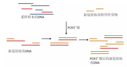 病毒快速诊断试剂盒,生物学知识 检测方法原理你知道吗 