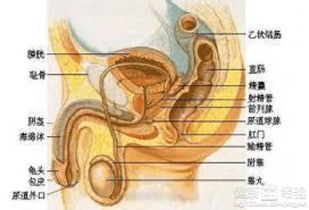 小男孩尿路感染怎样治呢