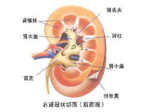 肾囊肿治疗方法 肾囊肿怎么治疗 肾囊肿怎么治疗 肾囊肿的最好治疗方法 