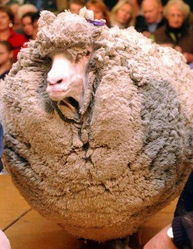 新西兰绵羊为躲避剪毛藏身深山6年 2 
