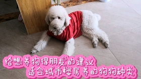 六种超小型家庭护卫犬,体型小却超顾家,城市和农村的两用犬