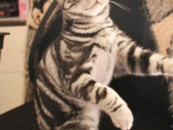 图 武汉养殖场猫舍繁殖出售各类名猫一一质保包纯种 武汉宠物猫 