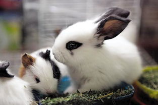 宠物兔子品种,宠物兔子品种及价格